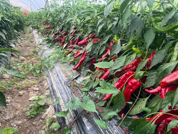 Jimmy Nardellos, But Better